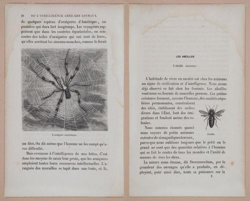 E312 - L'Intelligence Des Animaux - 8501-8502