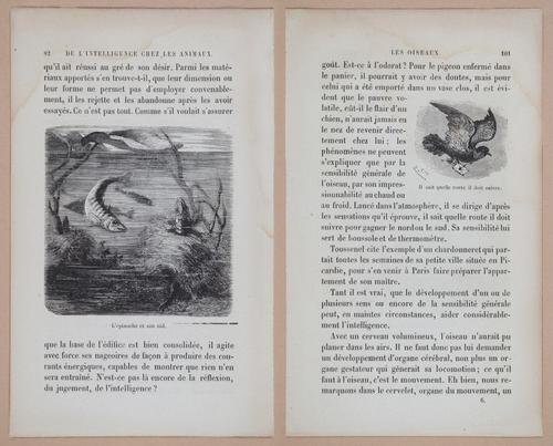 E312 - L'Intelligence Des Animaux - 8511-8513