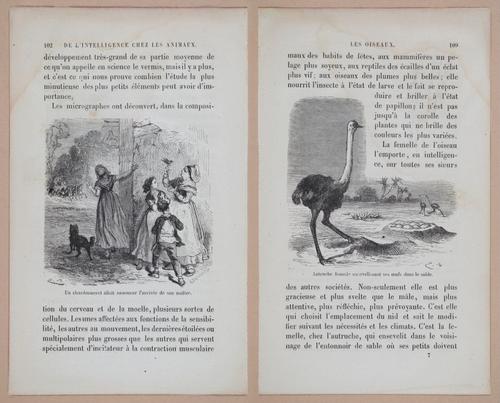 E312 - L'Intelligence Des Animaux - 8514-8515