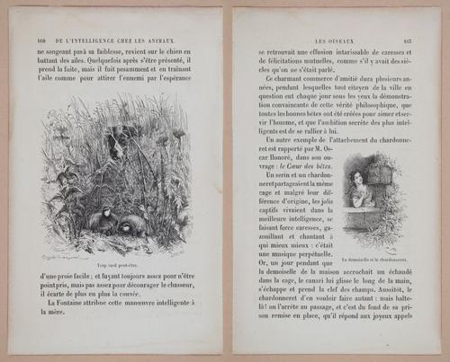 E312 - L'Intelligence Des Animaux - 8524-8525