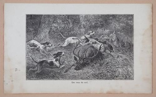 E312 - L'Intelligence Des Animaux - 8536