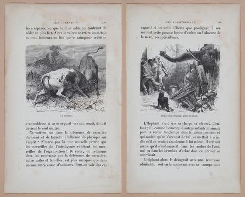 E312 - L'Intelligence Des Animaux - 8535-8537