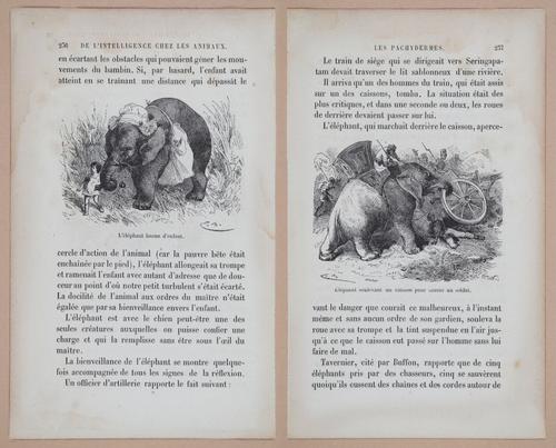 E312 - L'Intelligence Des Animaux - 8538-8539