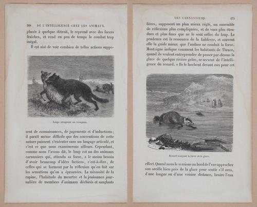 E312 - L'Intelligence Des Animaux - 8543-8544