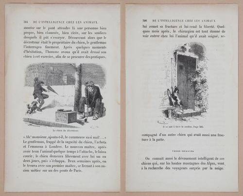 E312 - L'Intelligence Des Animaux - 8545-8546