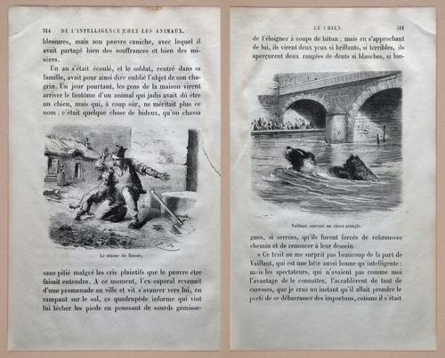 E312 - L'Intelligence Des Animaux - 8547-8548