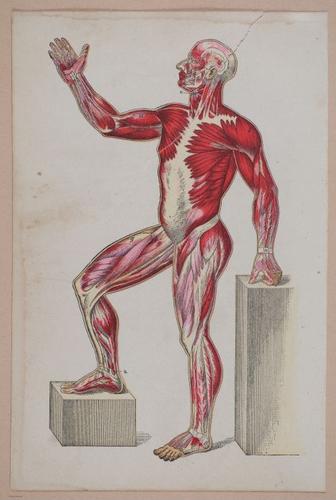 E311 - Hygienic Physiology - i8405