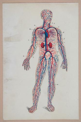 E311 - Hygienic Physiology - i8430