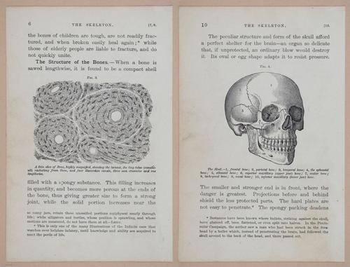 E311 - Hygienic Physiology - i8392-8393