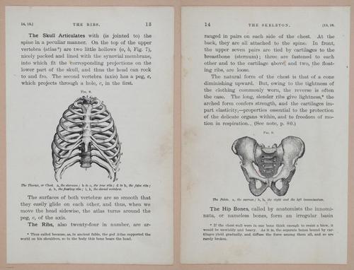 E311 - Hygienic Physiology - i8396-8397