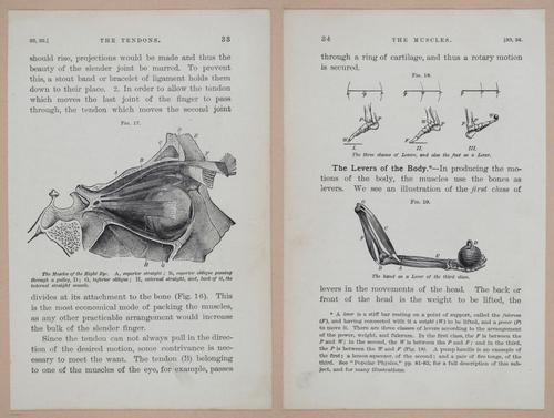 E311 - Hygienic Physiology - i8408-8409
