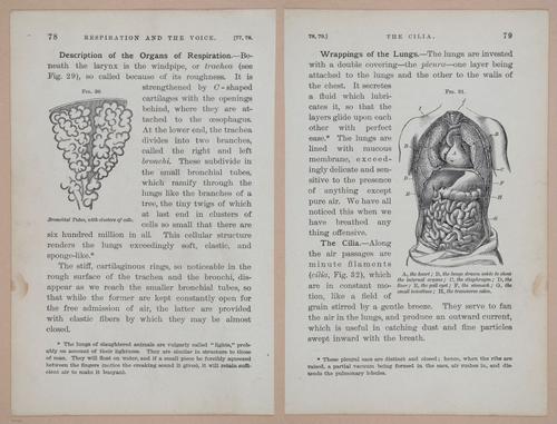 E311 - Hygienic Physiology - i8424-8425