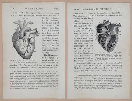 E311 - Hygienic Physiology - i8433-8434