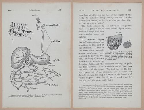 E311 - Hygienic Physiology - i8445-8446