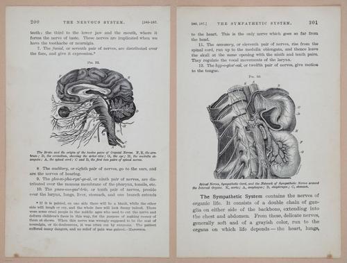 E311 - Hygienic Physiology - i8454-8455