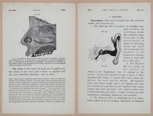 E311 - Hygienic Physiology - i8460-8461