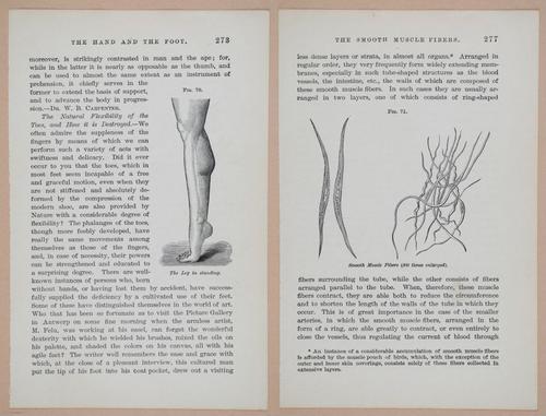 E311 - Hygienic Physiology - i8472-8473