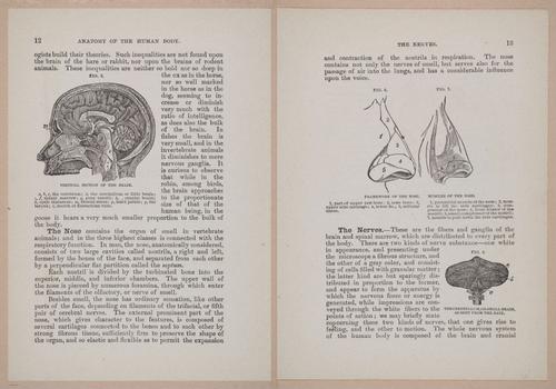 E319 - The Cottage Physician - i8926-8927