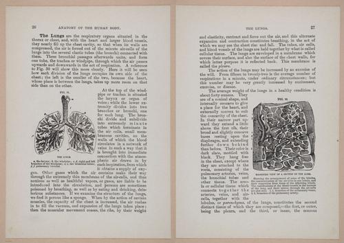 E319 - The Cottage Physician - i8940-8941