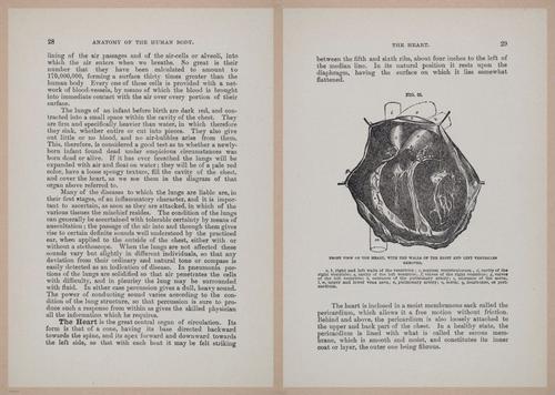 E319 - The Cottage Physician - i8942-8943