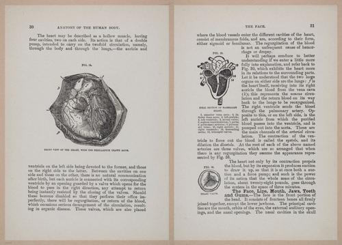E319 - The Cottage Physician - i8944-8945