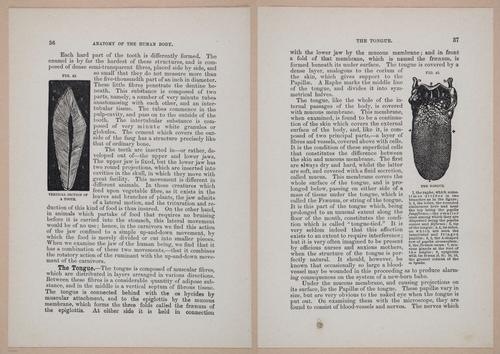 E319 - The Cottage Physician - i8950-8951