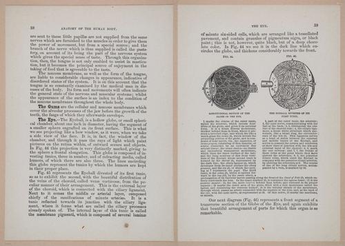 E319 - The Cottage Physician - i8952-8953