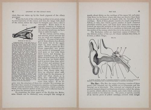 E319 - The Cottage Physician - i8956-8957