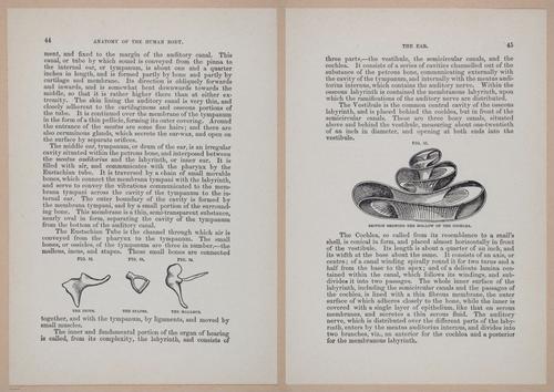 E319 - The Cottage Physician - i8958-8959