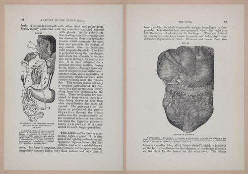 E319 - The Cottage Physician - i8962-8963