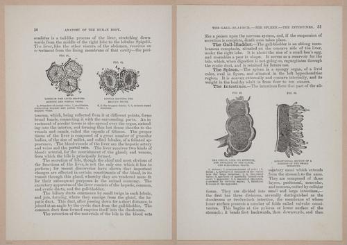 E319 - The Cottage Physician - i8964-8965