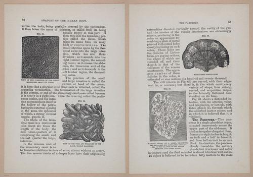 E319 - The Cottage Physician - i8966-8967