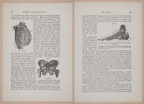 E319 - The Cottage Physician - i8972-8973