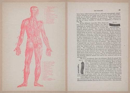 E319 - The Cottage Physician - i8977b-8979