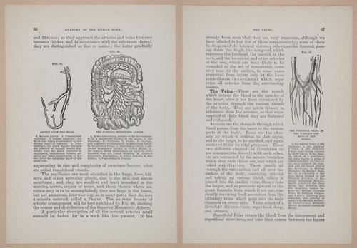 E319 - The Cottage Physician - i8982-8983