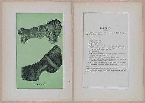 E318 - Sensible Horshoeing - i8749 - 8750