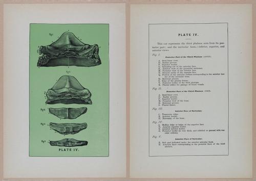 E318 - Sensible Horshoeing - i8753 - 8754