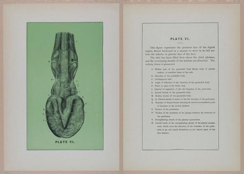 E318 - Sensible Horshoeing - i8757 - 8758