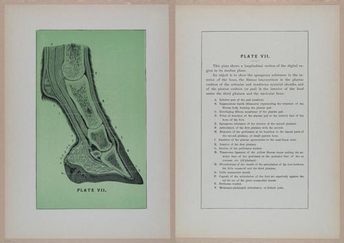 E318 - Sensible Horshoeing - i8759 - 8760