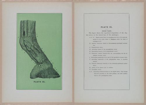 E318 - Sensible Horshoeing - i8763 - 8764