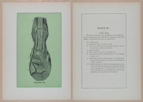 E318 - Sensible Horshoeing - i8767 - 8768