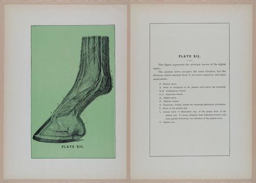 E318 - Sensible Horshoeing - i8769 - 8770