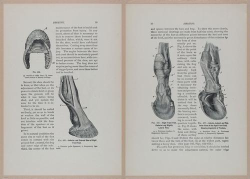 E318 - Sensible Horshoeing - i8678 - 8679