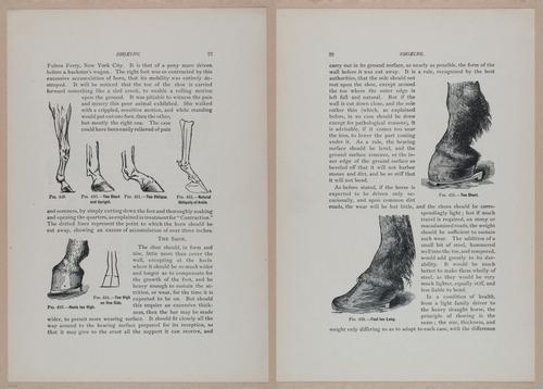E318 - Sensible Horshoeing - i8686 - 8687