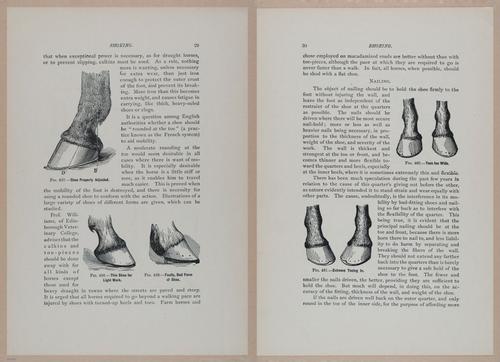 E318 - Sensible Horshoeing - i8688 - 8689