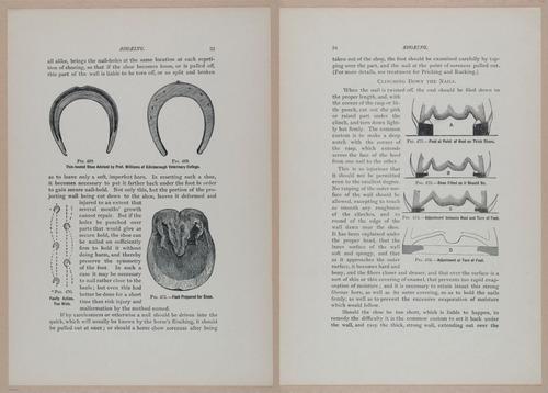 E318 - Sensible Horshoeing - i8692 - 8693