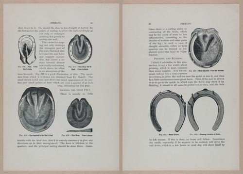 E318 - Sensible Horshoeing - i8694 - 8695