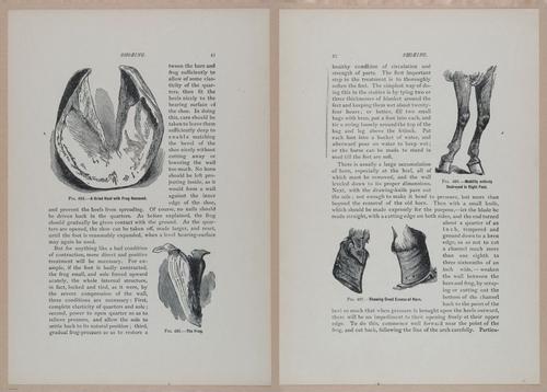 E318 - Sensible Horshoeing - i8701 - 8702