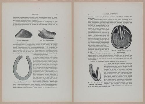E318 - Sensible Horshoeing - i8733 - 8734