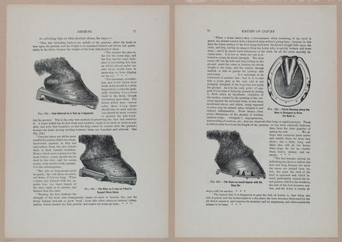 E318 - Sensible Horshoeing - i8737 - 8738